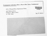 Phragmidium shogranense image